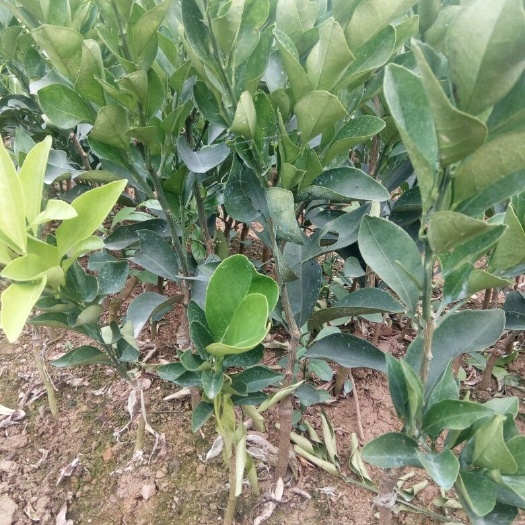 大新县红江橙苗 挂果树 0.5~1米 