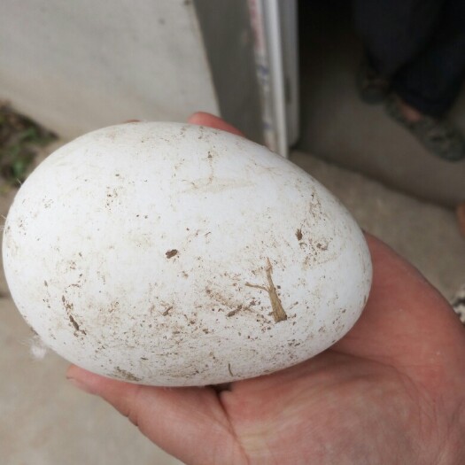 连云港鲜鹅蛋  新鲜大鹅蛋平均120克一150克之间鹅蛋去胎毒