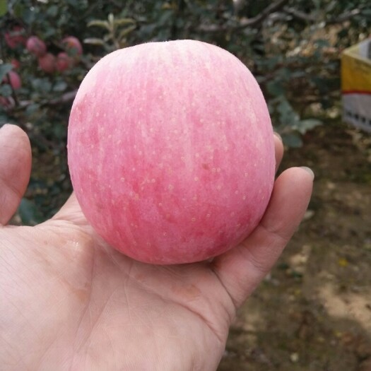 吉县红富士苹果 今年的红富士马上就要上市了！赶紧预约了
