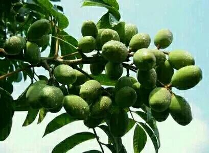 合江县橄榄  打果，适用于饮料加工等