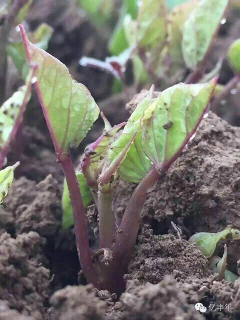 禹州市商薯19红薯苗 15~25cm