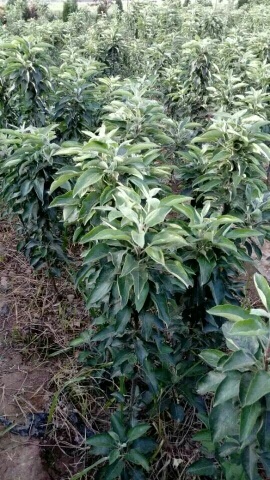 泰安润太1号苹果树苗 1~1.5米