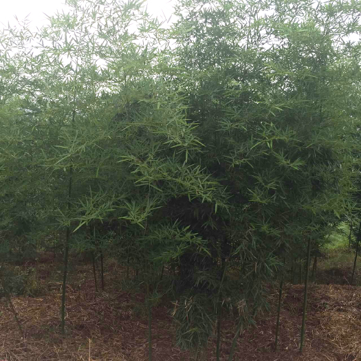 重庆市雷竹