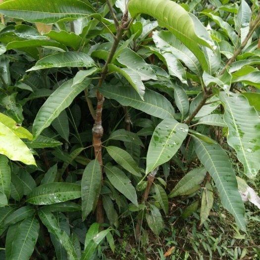 钦州金煌芒果苗