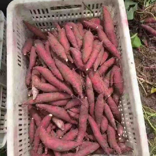 杭州小香薯 红薯 香薯一件代发
