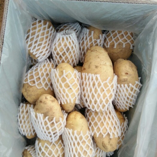 荷兰15号土豆 统货 