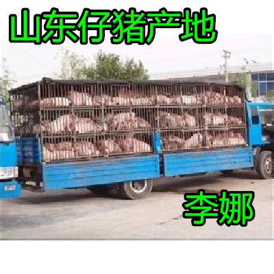 沂南县红毛仔猪  良种仔猪 猪场现抓 防疫检疫到位 送货上门量大从优11