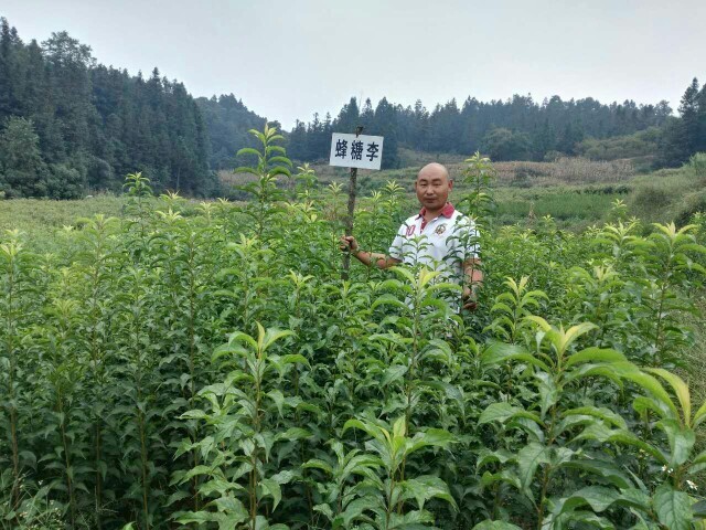 晴隆县蜂糖李树苗