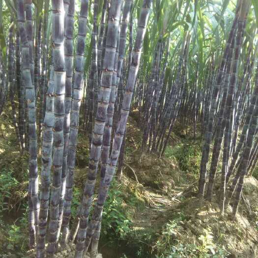 玉林黑蔗 2 - 2.5m 3 - 4cm