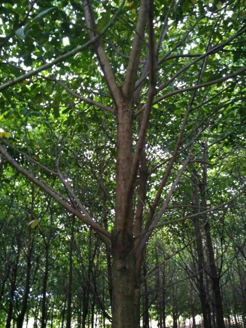 清远重阳木  18到25秋枫树，光棍。清货还田。