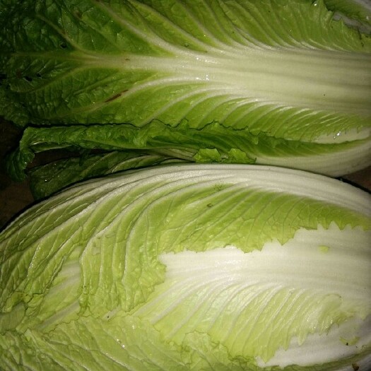 富川县实力供货，青杂三号白菜 3~6斤
