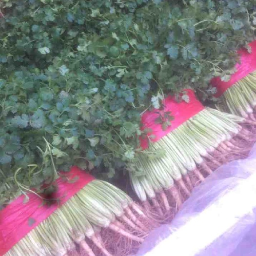 莘县铁杆青香菜 毛菜