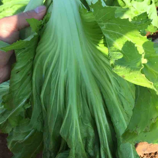 徐闻县包心芥菜