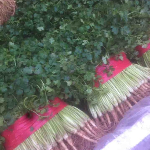 莘县铁杆青香菜 毛菜