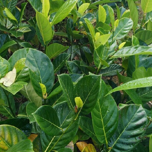 马来西亚一号菠萝蜜苗嫁接苗可带土球发货