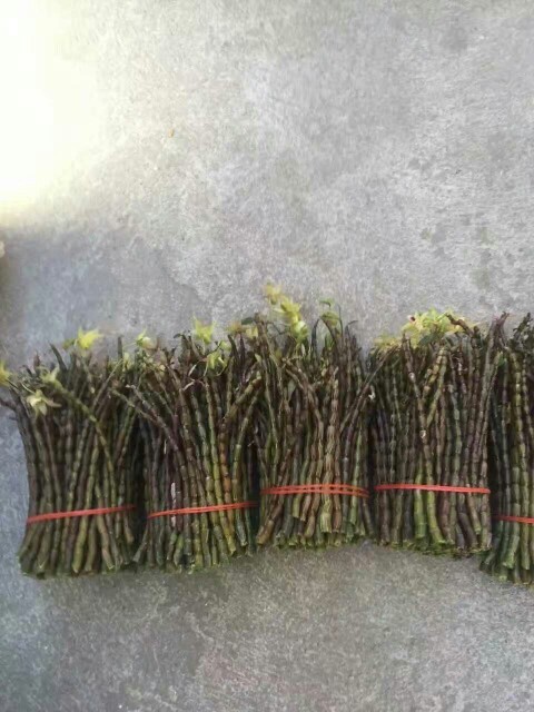 绿春县 铁皮石斛 优质鲜条，干花，干条，铁皮枫斗，三七，冬虫夏草，等