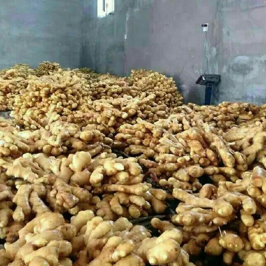 莒县优质大黄姜批发 产地直销 质量保证