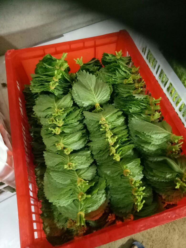 紫苏叶