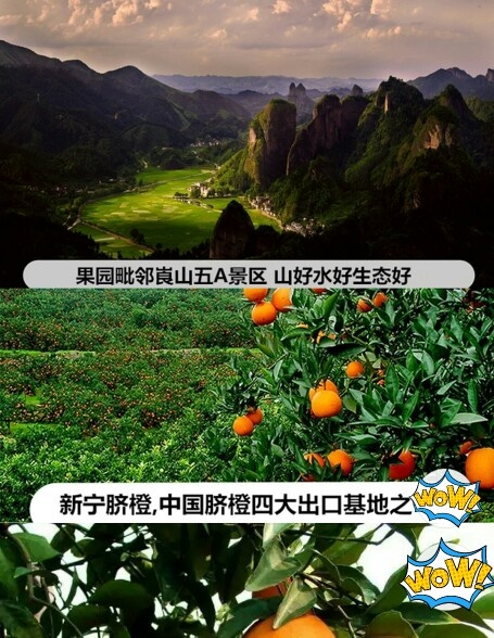 新宁县湖南邵阳新宁脐橙大量上市供应面向全国各地的朋友前来采购