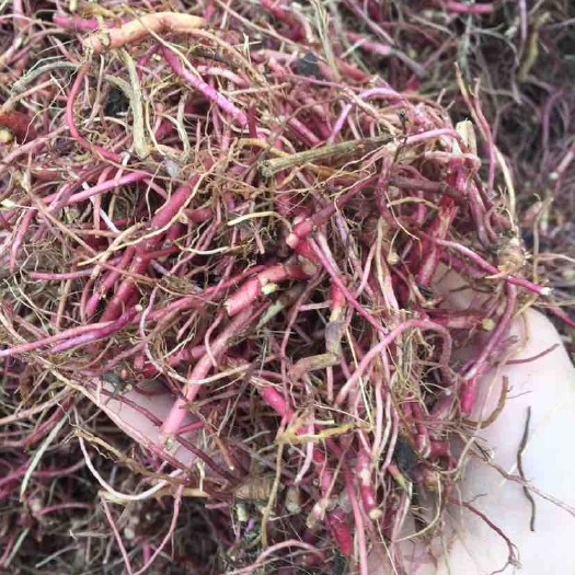 亳州紫菀