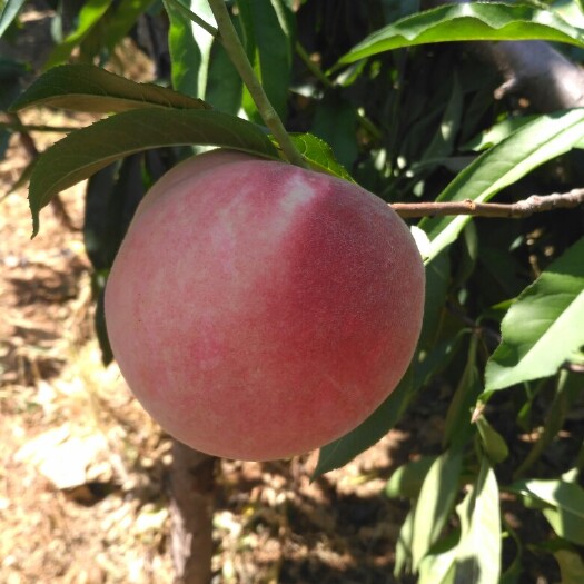 平邑县永莲蜜桃苗 1~1.5米 