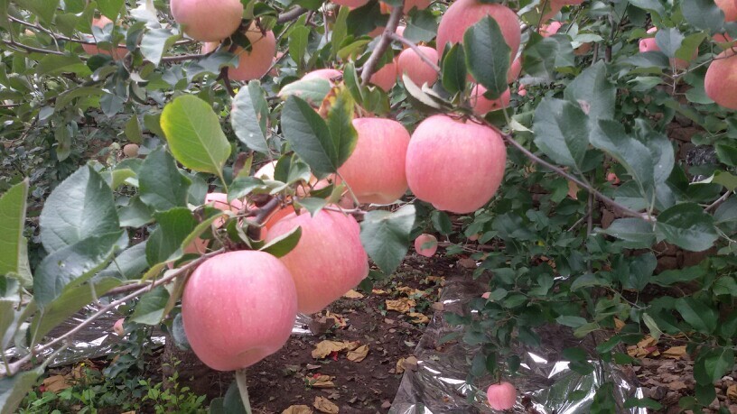沂源县沂源红苹果