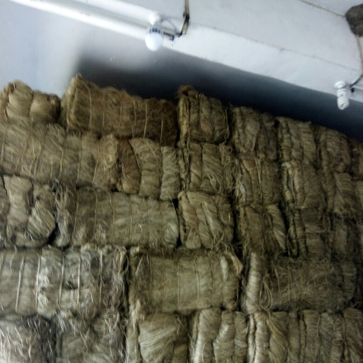 苎麻  湘苎2号