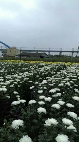 广州白菊花苗