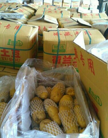 荷兰十五，微七土豆供应之中
