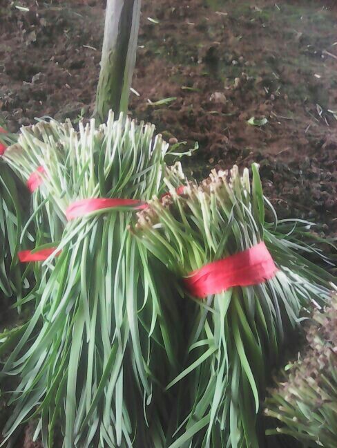 浚县大叶韭菜 二茬 30~35cm 