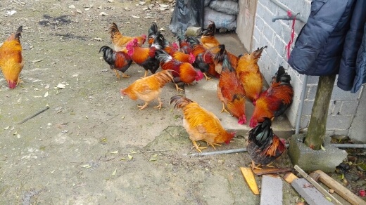 广州土鸡苗 统货