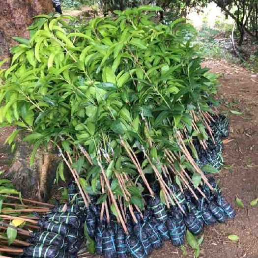 灵山县金煌芒果苗 