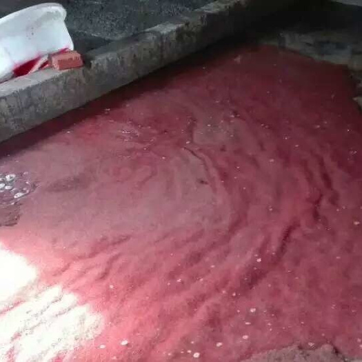 成都水蚯蚓