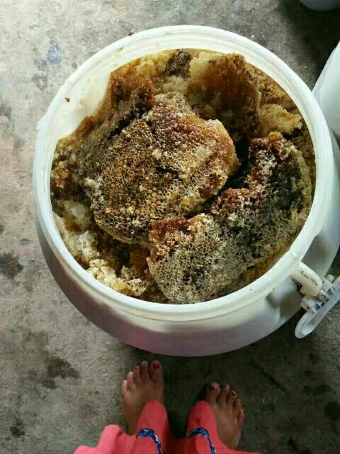 土蜂蜜 桶装  2年以上