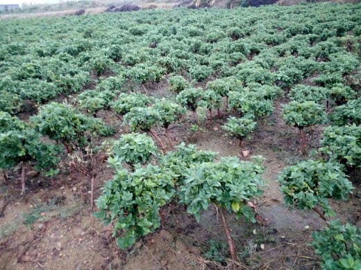 平邑县响水一号纯蕾金银花苗 10~20公分