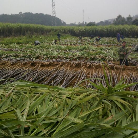  黑皮甘蔗产地直销价钱便宜