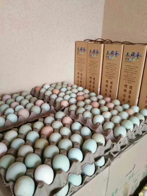普通鸡蛋 本鸡场长年供应初生蛋