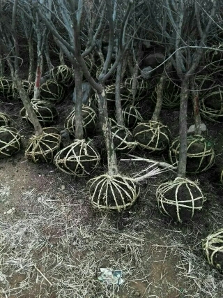 平山县果石榴