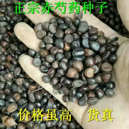 赤芍