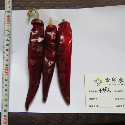 荆州干椒种子 90%以上 杂交种