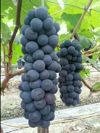 卢龙县夏黑葡萄苗