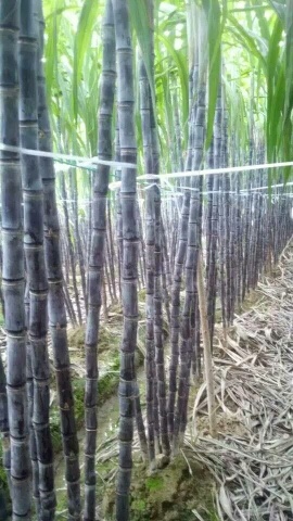 博白县甘蔗 黑皮甘蔗，广西黑皮甘蔗，玉林甘蔗，博白甘蔗