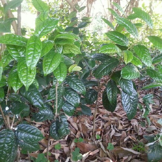 合浦县金花茶 35cm以上 