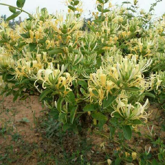 金花3号树形金银花苗  四季金银花苗，包纯度，包回收，长年免