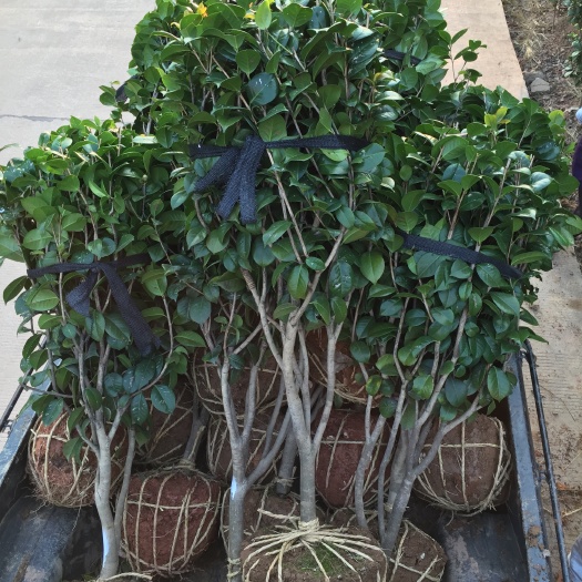 株洲七芯茶花 20~30cm