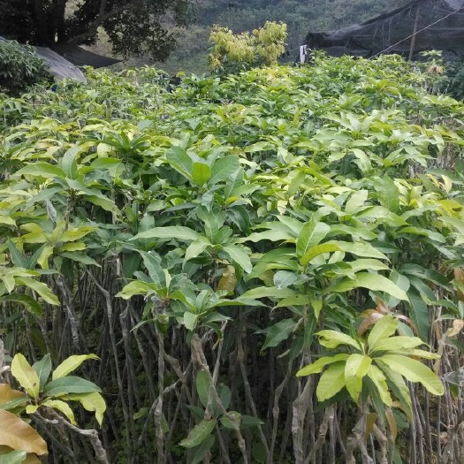 保山凯特芒果苗