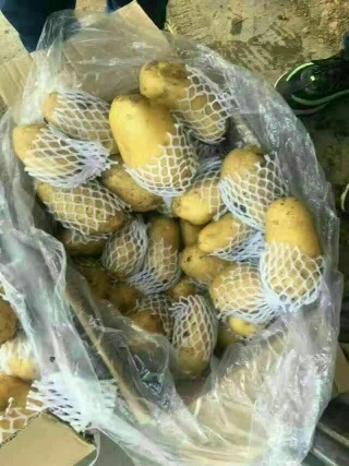 荷兰15号土豆 4两以上 
