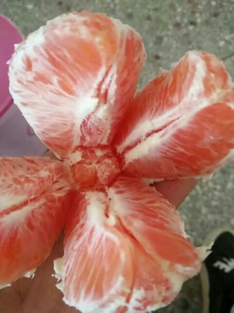 安远县血橙苗 嫁接苗