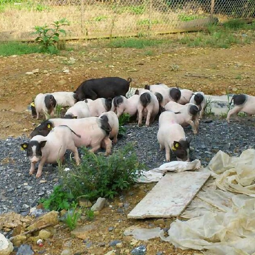 彭泽县巴马香猪猪崽猪苗小猪崽 2个月