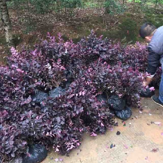 株洲双面红 
